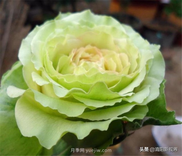 20種經(jīng)典月季品種，妝點(diǎn)南陽(yáng)火熱的夏季(圖17)
