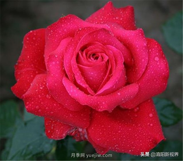 20種經(jīng)典月季品種，妝點(diǎn)南陽(yáng)火熱的夏季(圖3)