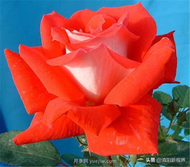 20種經(jīng)典月季品種，妝點(diǎn)南陽(yáng)火熱的夏季(圖11)