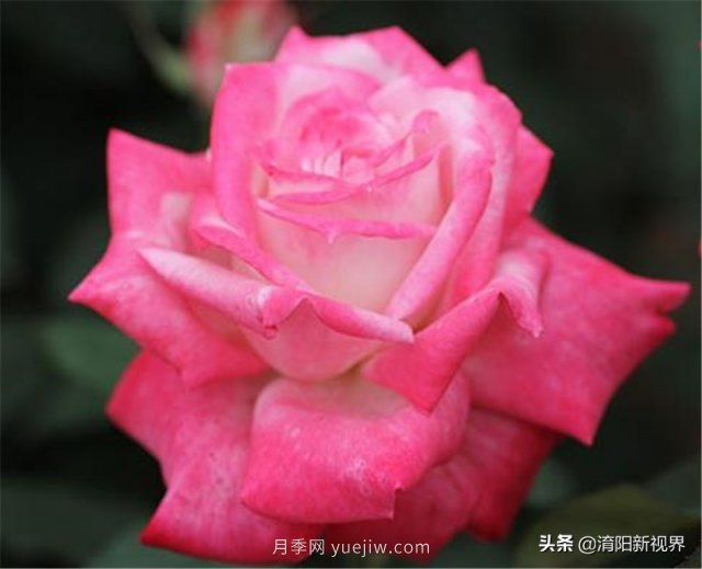 20種經(jīng)典月季品種，妝點(diǎn)南陽(yáng)火熱的夏季(圖12)