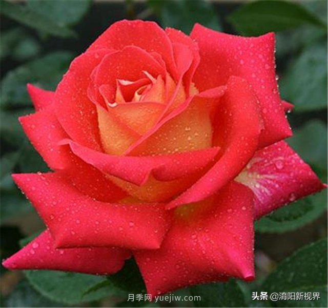 20種經(jīng)典月季品種，妝點(diǎn)南陽(yáng)火熱的夏季(圖4)