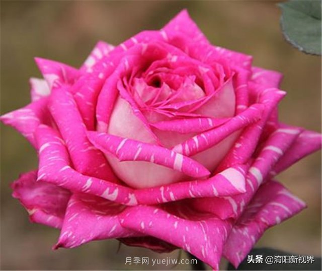 20種經(jīng)典月季品種，妝點(diǎn)南陽(yáng)火熱的夏季(圖16)