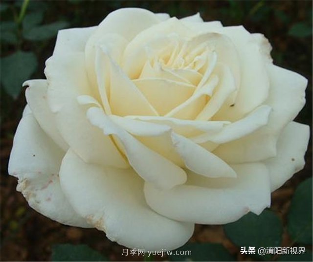20種經(jīng)典月季品種，妝點(diǎn)南陽(yáng)火熱的夏季(圖10)