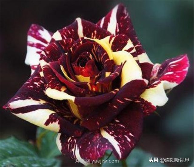 20種經(jīng)典月季品種，妝點(diǎn)南陽(yáng)火熱的夏季(圖20)