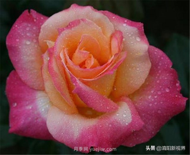 20種經(jīng)典月季品種，妝點(diǎn)南陽(yáng)火熱的夏季(圖14)