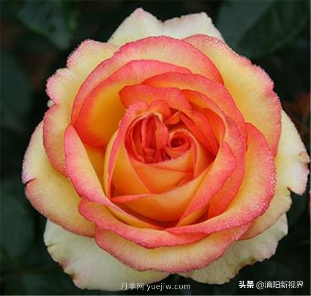 20種經(jīng)典月季品種，妝點(diǎn)南陽(yáng)火熱的夏季(圖13)