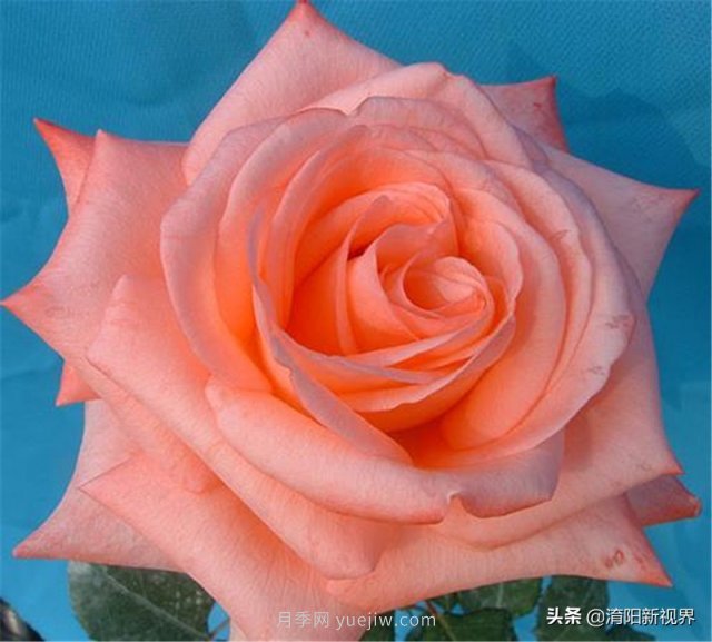 20種經(jīng)典月季品種，妝點(diǎn)南陽(yáng)火熱的夏季(圖15)