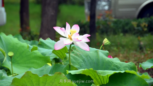 古樁月季繁花似錦，美麗經(jīng)濟花開鎮(zhèn)平(圖2)
