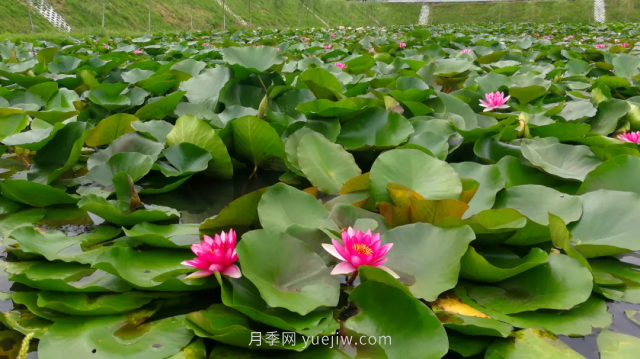 古樁月季繁花似錦，美麗經(jīng)濟花開鎮(zhèn)平(圖3)