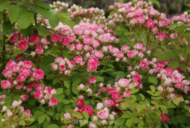 胭脂扣月季，多季開(kāi)花的藤本，花期長(zhǎng)，單枝條開(kāi)花幾十朵(圖2)