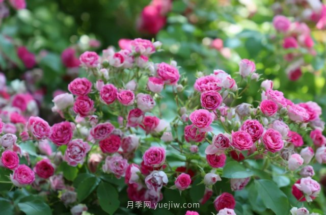 胭脂扣月季，多季開(kāi)花的藤本，花期長(zhǎng)，單枝條開(kāi)花幾十朵(圖3)