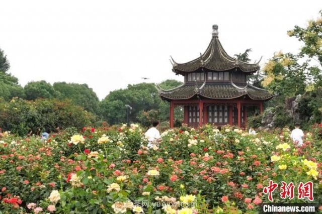 河南南陽：一朵月季花撬動億元大產業(yè)(圖2)