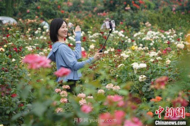 河南南陽：一朵月季花撬動億元大產業(yè)(圖3)