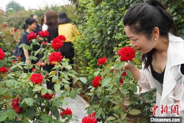 河南南陽：一朵月季花撬動億元大產業(yè)(圖4)
