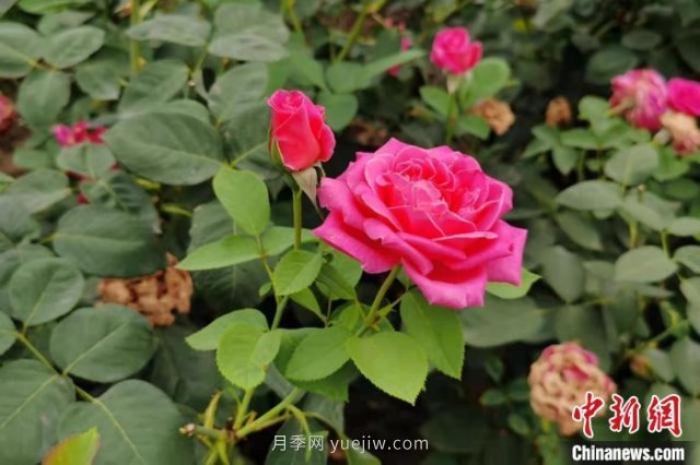 河南南陽：一朵月季花撬動億元大產業(yè)(圖1)