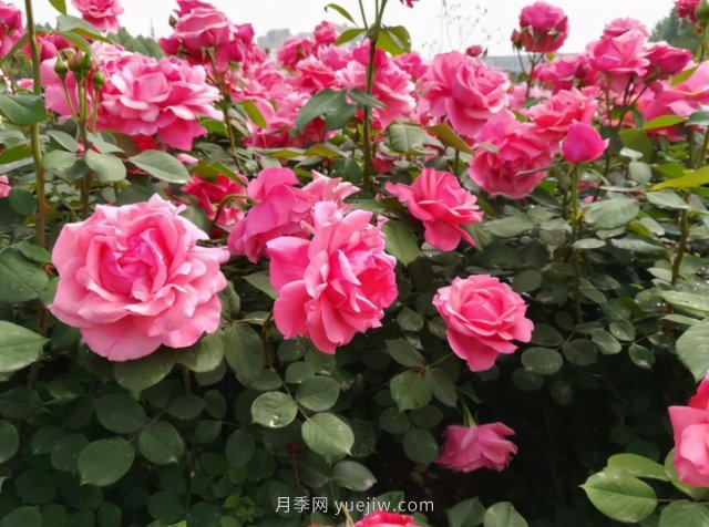 月季追求盛花效果，兩種方法教給你，花苞同時綻放(圖1)