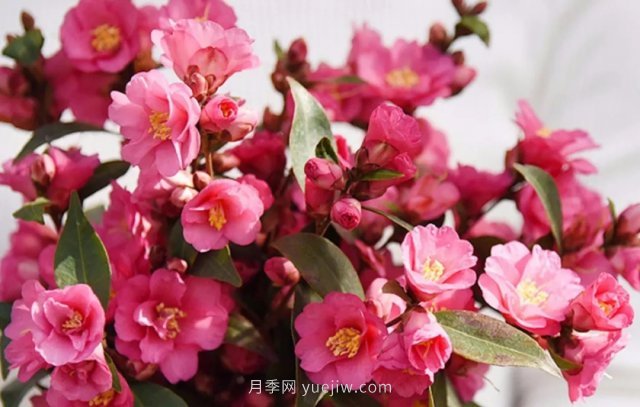 茶花養(yǎng)護(hù)就這么做，開花大又艷(圖1)