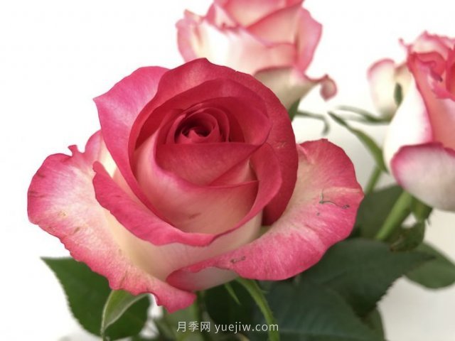 朱米莉亞月季，花開媲美玫瑰(圖1)