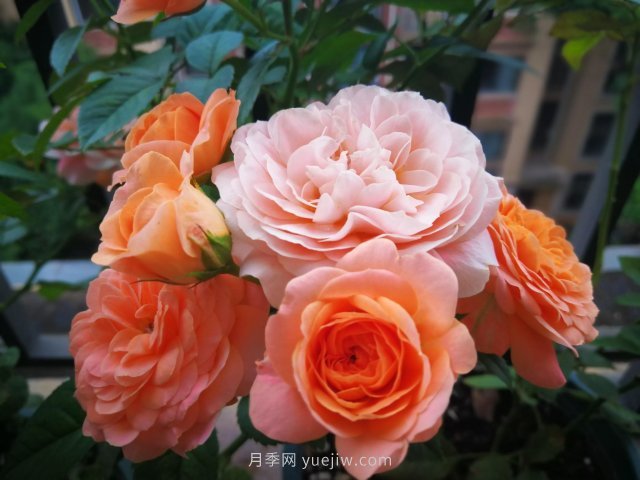 陽(yáng)臺(tái)微月夏天開(kāi)得歡(圖1)