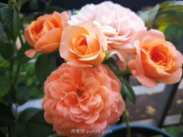 陽(yáng)臺(tái)微月夏天開(kāi)得歡(圖2)
