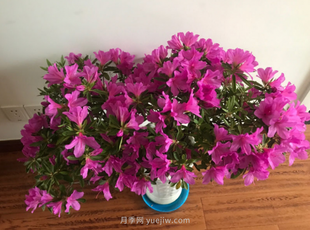 5種公認(rèn)的必死花卉，實(shí)在是太難養(yǎng)了(圖1)