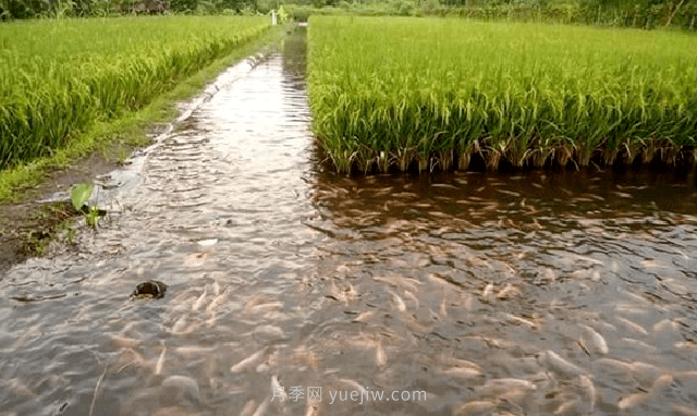 稻田適合養(yǎng)殖什么魚？漁業(yè)養(yǎng)殖專家是這樣分析的(圖1)