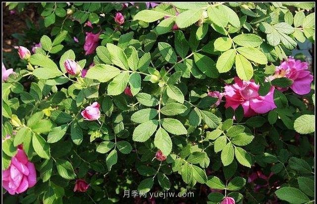 玫瑰、月季有區(qū)別？原來這么容易區(qū)分，一看就懂(圖5)