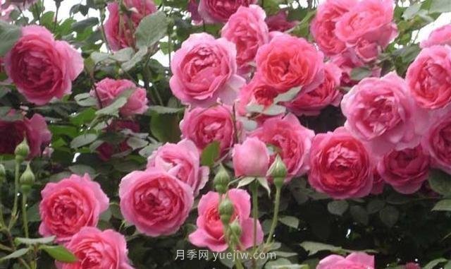 玫瑰、月季有區(qū)別？原來這么容易區(qū)分，一看就懂(圖7)