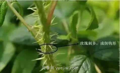 玫瑰、月季有區(qū)別？原來這么容易區(qū)分，一看就懂(圖3)