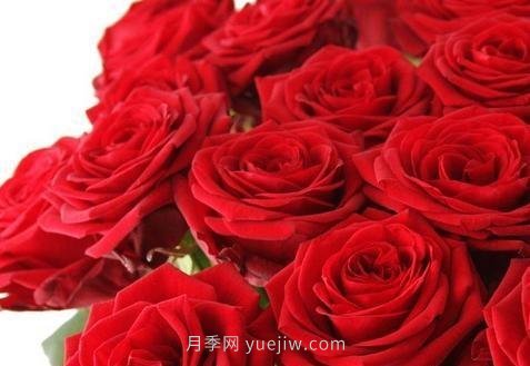 玫瑰、月季有區(qū)別？原來這么容易區(qū)分，一看就懂(圖1)