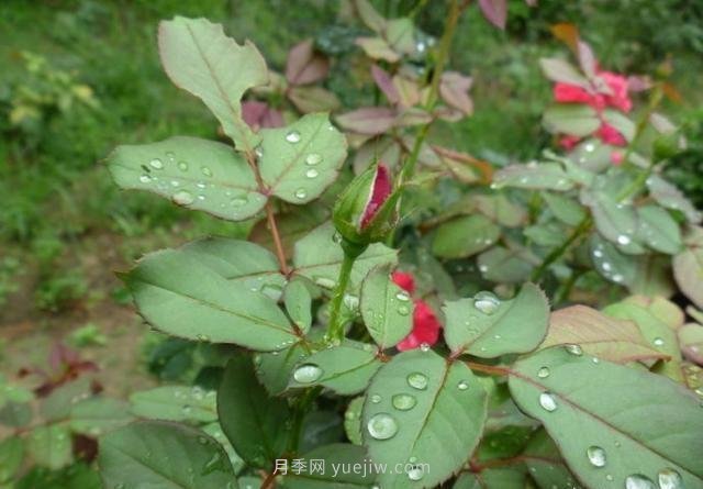 玫瑰、月季有區(qū)別？原來這么容易區(qū)分，一看就懂(圖6)