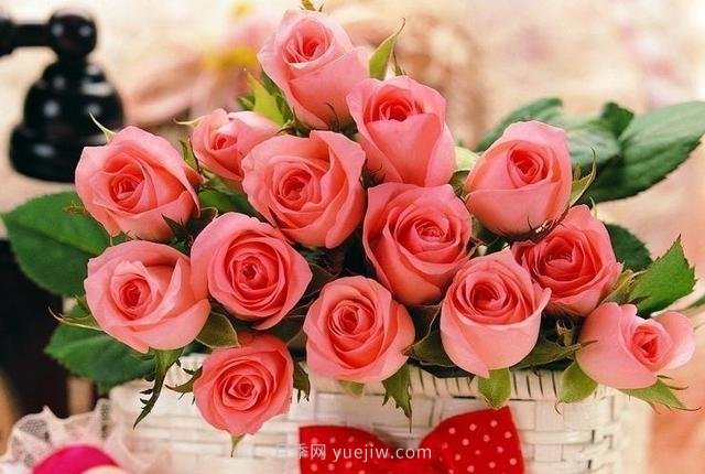 玫瑰、月季有區(qū)別？原來這么容易區(qū)分，一看就懂(圖9)