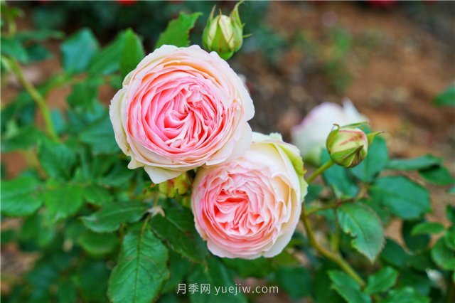 鄭州伏羲山百畝玫瑰花盛放，上萬株玫瑰美成了畫(圖3)