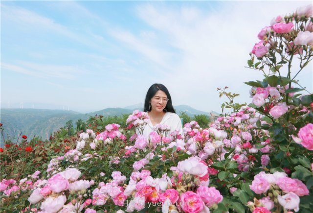 鄭州伏羲山百畝玫瑰花盛放，上萬株玫瑰美成了畫(圖7)