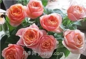 推薦花友必養(yǎng)的5大藤本月季和5大灌木月季品種，花美好養(yǎng)(圖10)