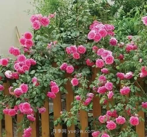 推薦花友必養(yǎng)的5大藤本月季和5大灌木月季品種，花美好養(yǎng)(圖1)