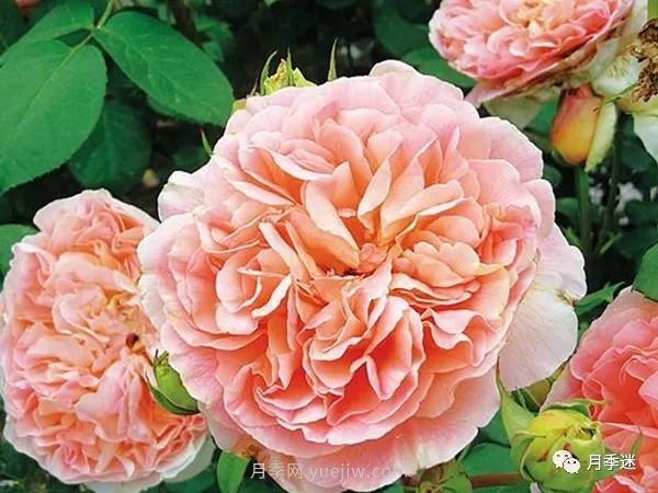 哪些月季耐寒？10大耐寒的藤本月季品種推薦(圖10)