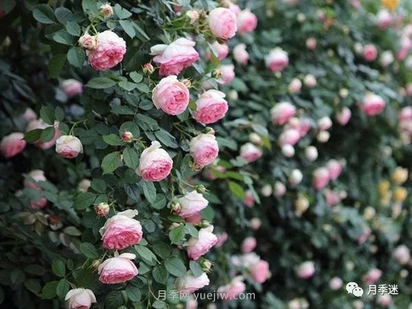 哪些月季耐寒？10大耐寒的藤本月季品種推薦(圖4)