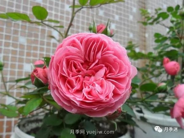 哪些月季耐寒？10大耐寒的藤本月季品種推薦(圖6)
