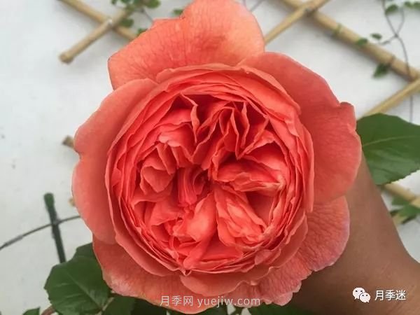 哪些月季耐寒？10大耐寒的藤本月季品種推薦(圖9)