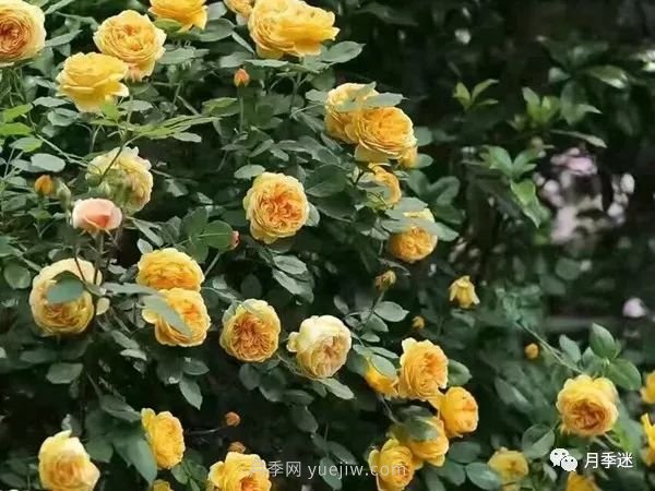 哪些月季耐寒？10大耐寒的藤本月季品種推薦(圖2)