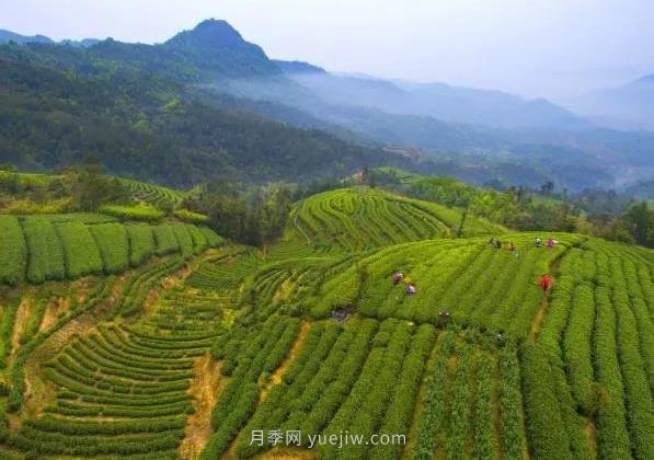 2021農(nóng)產(chǎn)品電商百強(qiáng)縣名單發(fā)布！福鼎第九！(圖1)