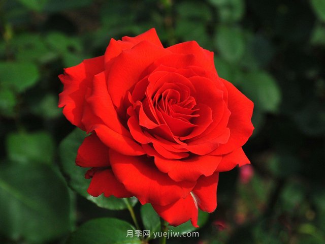 月季花開你有找到屬于你的那個(gè)人嗎？(圖1)