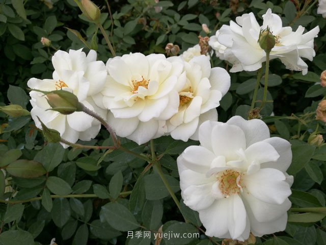 推薦9大白色系月季品種，純凈潔白的花花世界(圖6)