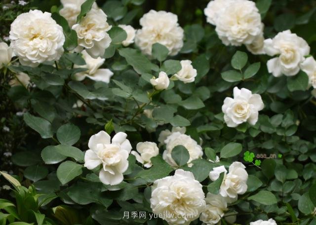 推薦9大白色系月季品種，純凈潔白的花花世界(圖8)