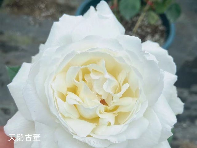推薦9大白色系月季品種，純凈潔白的花花世界(圖7)