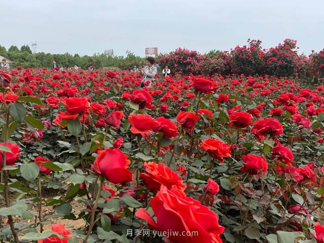 多雨又高溫的7月，月季養(yǎng)護(hù)需要注意些什么？(圖1)