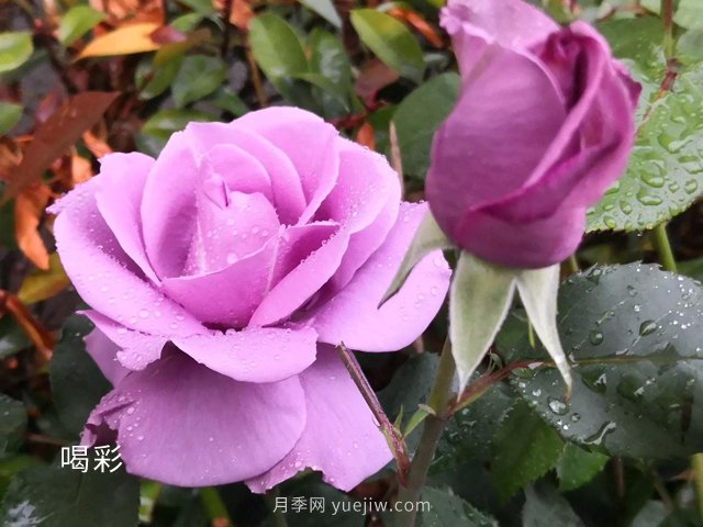 ***難不過(guò)伏天，苗木安全度夏***全攻略！(圖2)