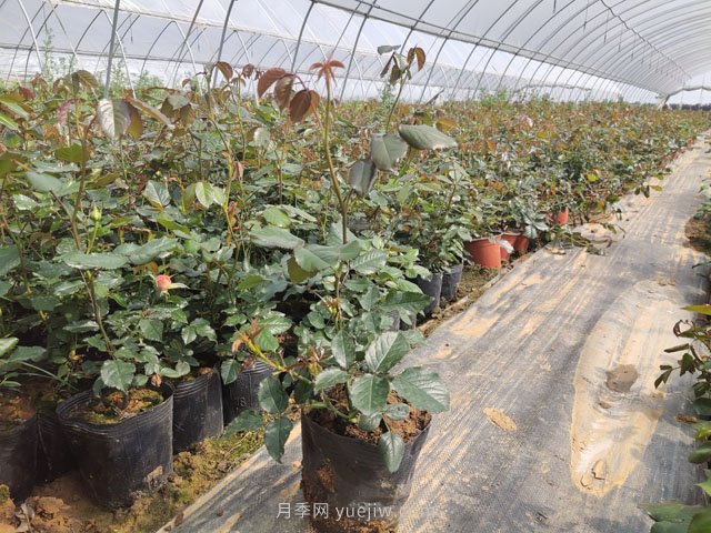 新移栽樹狀月季明明發(fā)芽了，為何又枯了？(圖1)
