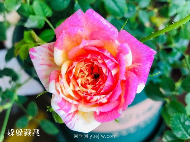 躲躲藏藏月季，開啟變身之路的寶藏微月(圖1)